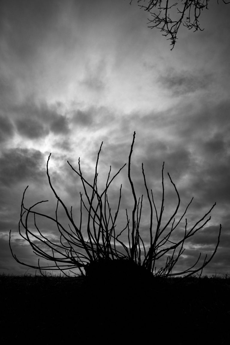 Kahler Busch schwarz weiß
